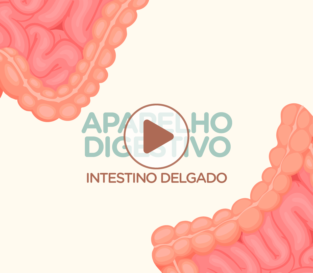 Intestino Delgado - Aparelho Digestivo